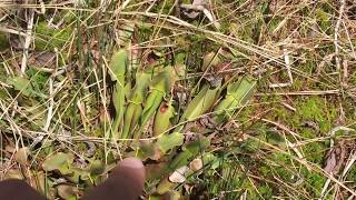 Wild Carnivorous Plants - Green Sarracenia purpurea