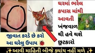 ઘર માં ભરેલ કપાસ માંથી આવતી ખંજવાળ થી થશે હવે છુટકારો..#agriculture #કપાસ #cotton #crop #ખેતી #kheti