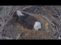 captiva eagle cam connie u0026 clive 21.12.2024 14 38