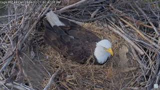 Captiva Eagle Cam - Connie \u0026 Clive 21.12.2024 14:38