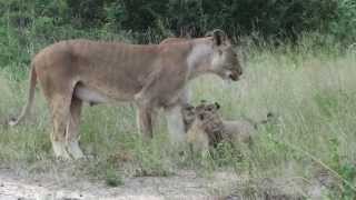 Lioness calling cubs at Pondoro lodge