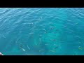 unforgettable north queensland adventure great barrier reef daintree rainforest u0026 more