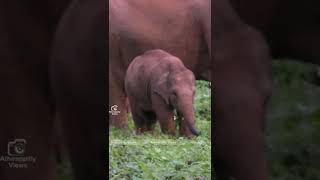 അമ്മിഞ്ഞപ്പാൽ നുകരുന്ന കുട്ടിക്കുറുമ്പൻ.A baby elephant sucking breast milk #elephant #athirappilly