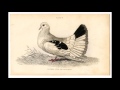 Absofacto - Pigeon Toes