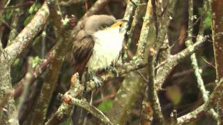 Yellow billed Cuckoo. Porthgwarra. Cornwall.