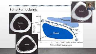 ENGB 420 - Biomechanics of Bone - Effects of Loading on Remodeling