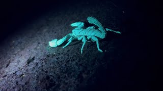 UV light Reflect on Scorpions / แสงยูวี กับพี่แมงป่อง