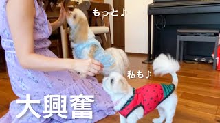 初めてお芋を食べた時の愛犬の反応が可愛すぎた♪【シーズー】