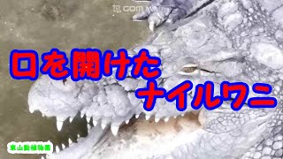 口を開けたナイルワニ🐊東山動植物園🐊ナイルワニ🌟、アリゲータ、クロコダイル、イリエワニ、アメリカワニ、オリノコワニ、オーストラリアワニ、ニューギニアワニ、Zoo、