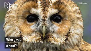 Why do tawny owls hoot? The secret behind the twit twoo | Natural History Museum