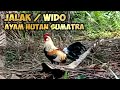 AYAM HUTAN SUMATERA BULU JALAK