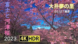 2023 大井夢の里 の富士と河津桜(4K-HDR) Mt. Fuji \u0026 Kawazu Cherry Blossoms At Oi Dream Village(UHD-HDR)