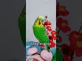 有滋有味过大年 萌宠过大年 快手宠物天团 带着宠物去赏花 cutebirds parrot