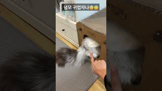 곤히 자는 고영희씨 괴롭히기 #백삼이 #노르웨이숲 #shorts #고양이 #고양이집사 #일상