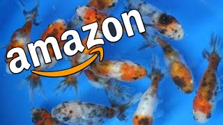 I Bought Goldfish on Amazon! **DO NOT RECOMMEND**