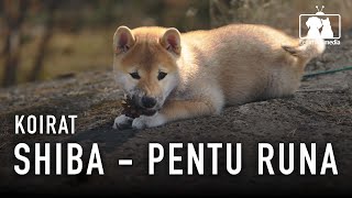 Koirat: Suloinen Shiba -pentu Runa