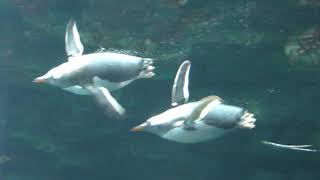 ペンギン大編隊・後半 (市立しものせき水族館 海響館) 2019年4月26日