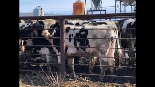 Plain Lake Farming Co. 1000# Holstein Steers