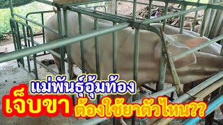 แม่พันธุ์เจ็บขา ขณะอุ้มท้อง ยาตัวไหนที่สามารถฉีดได้?? l KruThan พาทำ