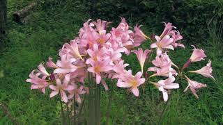 ナツズイセン/Lycoris squamigera 02_200804_正丸