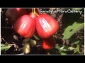 TABULAMPOT Jambu Air Madu Merah Putih di Dalam Pot - Farm Vlog | Wax Apple | Rose Apple | Bell Apple