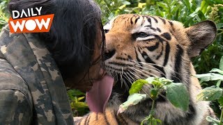 Meet the Tiger King of Indonesia 🐯👑