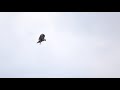 【猛禽も辛いよ】　ノスリ　７分間のホバリング　報われぬ時間　／a buzzard s hovering over lake biwa for 7 minutes didn t pay off.