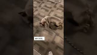 Başkasının köpeği / benim köpegim 😂 My dog vs Others 😂