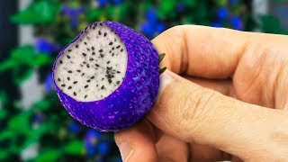 STRANGEST Hybrid Fruits In The World!