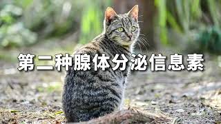 猫咪的领地意识有多强,都说一山不容二虎,猫咪也是一样