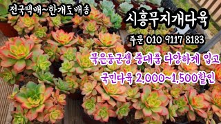 #시흥무지개다육#착한국민이들 다양하게담아왔어요#캉캉#제스타#팬지#페리도트#줄리아나#벤바디스#라울