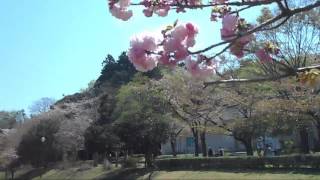 上座総合公園の散歩　桜が散り始めていた。