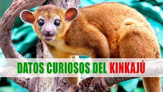 Kinkajú, Martucha, Perro de monte, Mono nocturno (Potos flavus) | Datos curiosos de animales