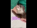 離れたくないカワウソさん【otter】 shorts