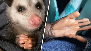 Woman brings home a possum. And discovers they're like dogs in many ways.