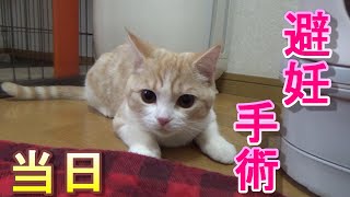 避妊手術当日の朝～病院に行くまでの様子【スコティッシュフォールド】