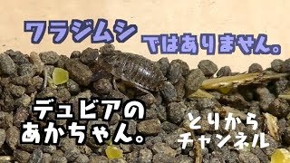 【閲覧注意】デュビアの赤ちゃんが産まれても、床材交換ナシでもほぼ無臭な理由。【ゴキブリ】