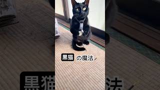 黒猫が腕時計を首掛け時計に!? 予想外の変化！