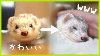 変顔してたり、見た目変わりすぎフェレット - ferret lab #279