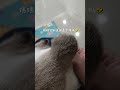 catlover catvideos 粘人精 小猫咪能有什么坏心眼 猫咪的迷惑行为