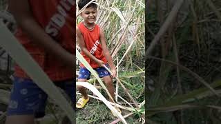 গ্যান্ডারি ক্ষেতে গ্যান্ডারি তুলে খাওয়া,Picking gander in the gander field #youtube #vlog #blog