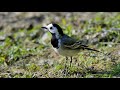 ballerina bianca white wagtail motacilla alba