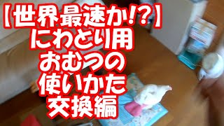 🐔💨💨【世界最速か!?】にわとり用おむつの使いかた【交換編】 Is it the fastest in the world !? How to use diapers for chickens 作り方