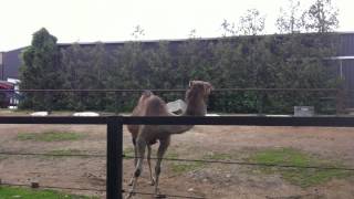 camel making funny noise