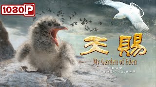 《#天赐》/ My Garden of Eden 国产首部纪实鸟类故事片 动物景观中的人性彰显（徐静蕾 / 宁元元 / 张荠然）| new movie 2021 | 最新电影2021