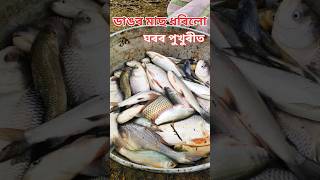 বহুত মাছ কৰিলো 🐠 // fishing #shorts #trending #minivlog #assamese #fishing