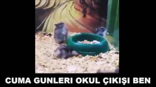 GÜLMEKTEN ÖLECEKSİNİZ !! Çok Komik Video Derlemeleri