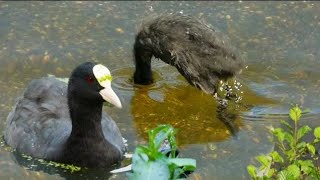 Coot Chicks Diving, Swimming And Call Sound | Baby Coot Diving into Water For Food