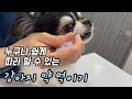 [🔎꿀팁 대방출] 빠르고 쉽게 강아지 약 먹이는 방법🐶(feat. ⚠주의사항)