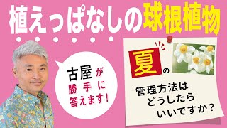 植えっぱなしの球根植物、夏の管理方法はどうしたらいいですか？【古屋が勝手に答えます】